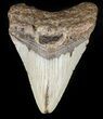 Bargain Megalodon Tooth - North Carolina #47812-1